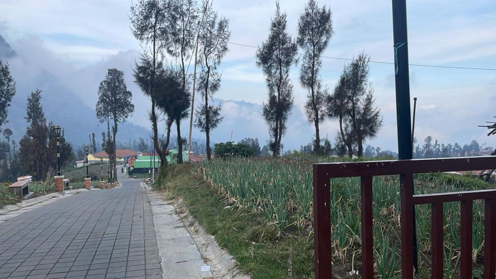 Bromo Semesta Guesthouse Probolinggo Eksteriør billede